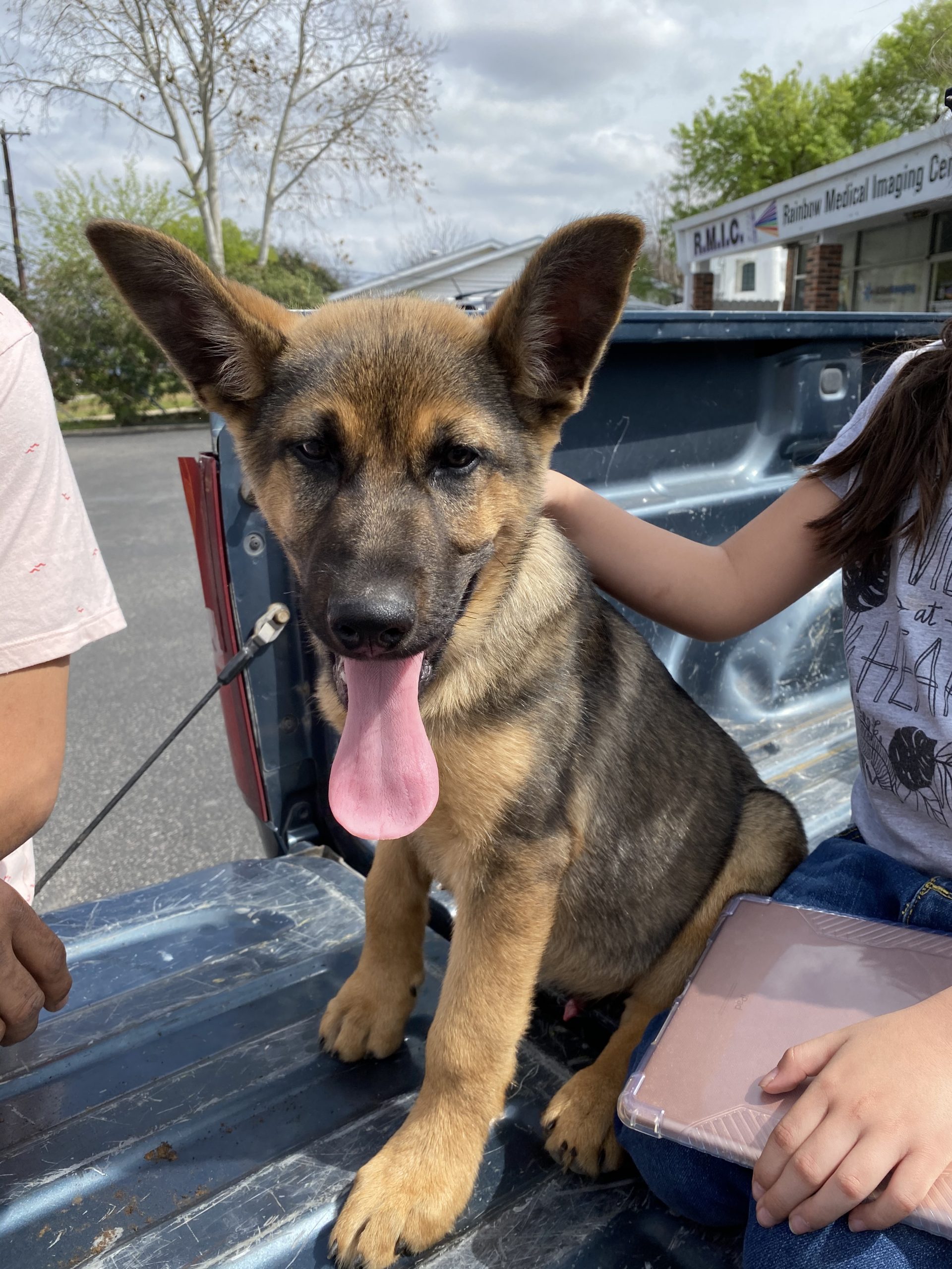 Lost Dog SA Pet Rescue Lost dog sa pet rescue