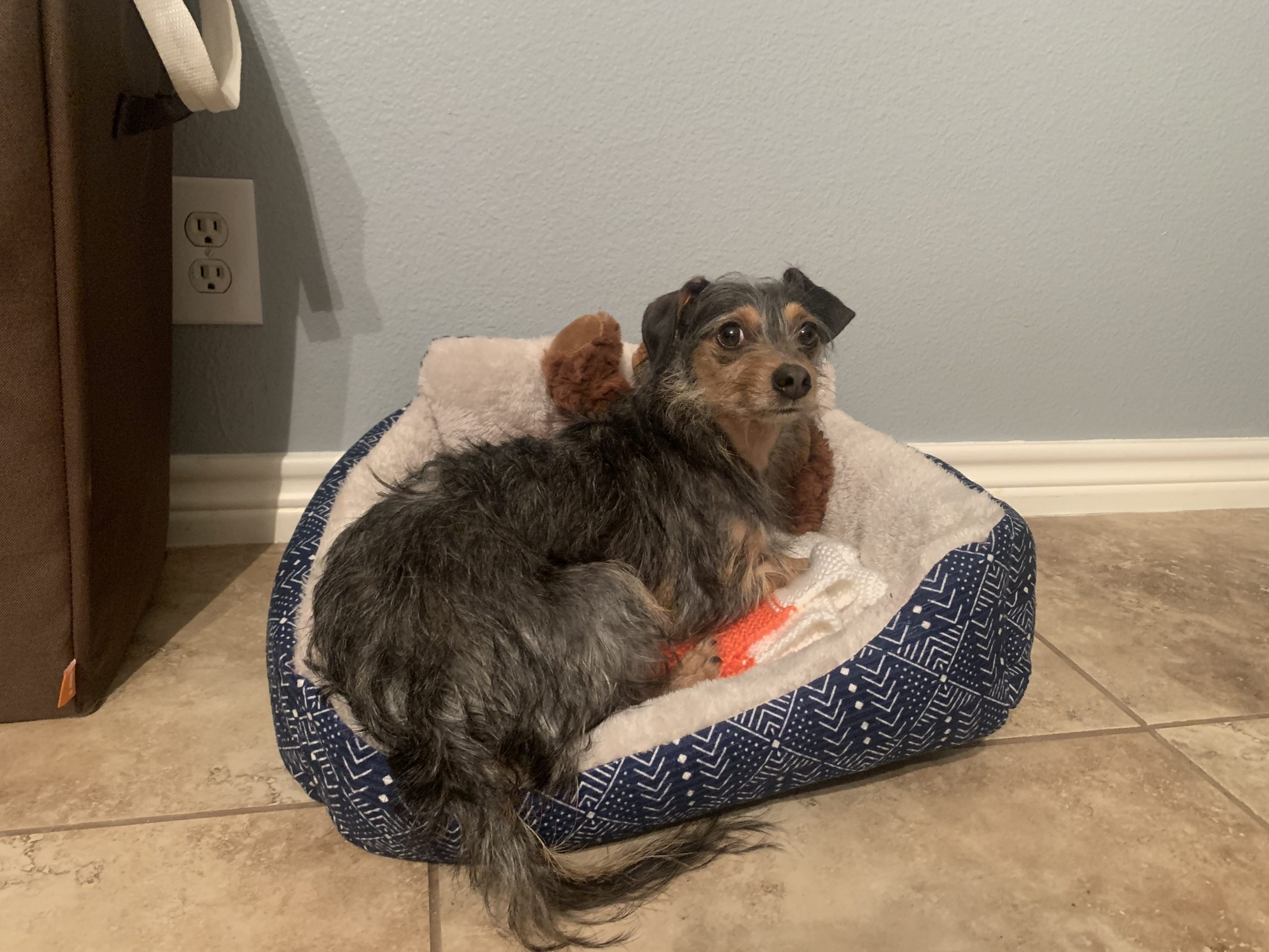 Lost Dog Rescue Lost Dog Rescue