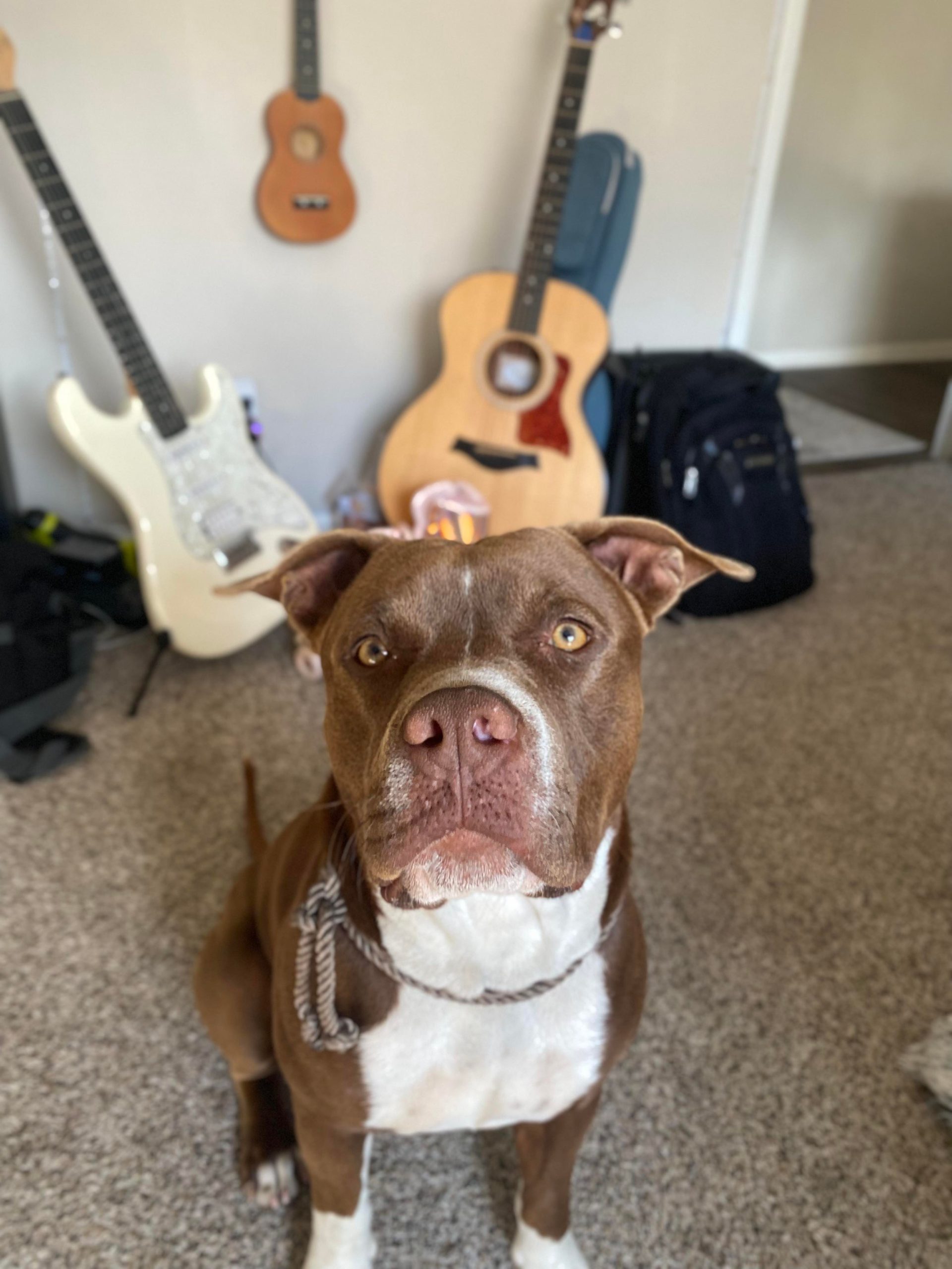 Found Male Red-Brown Pitbull Mix (very sweet)
