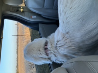 Found Female Great Pyrenees